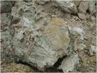 貝化石